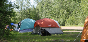 camp_bear